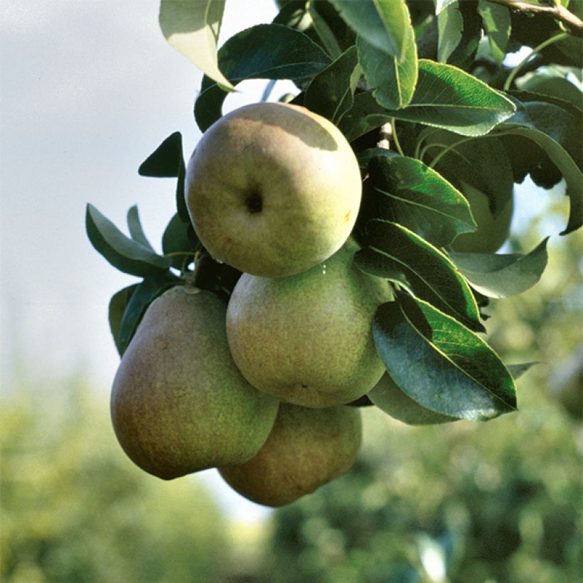 Birnbaum Beurre Hardy - Pyrus communis (Harvest)