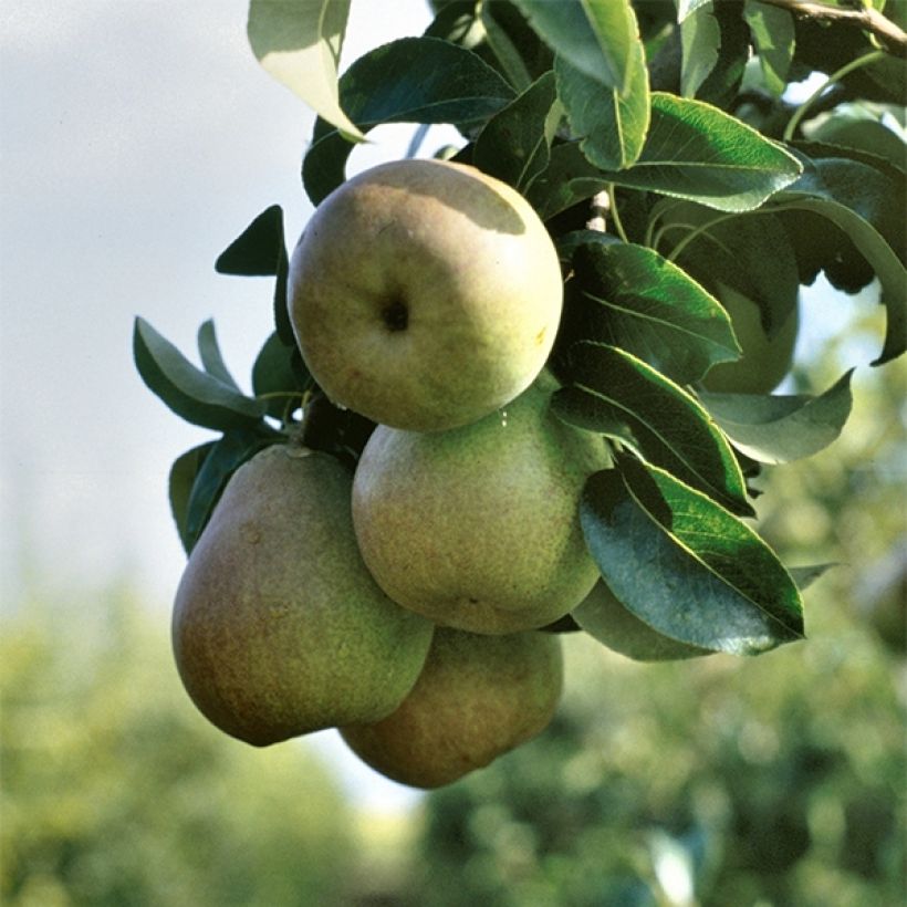 Birnbaum Beurré Hardy Bio - Pyrus communis (Harvest)