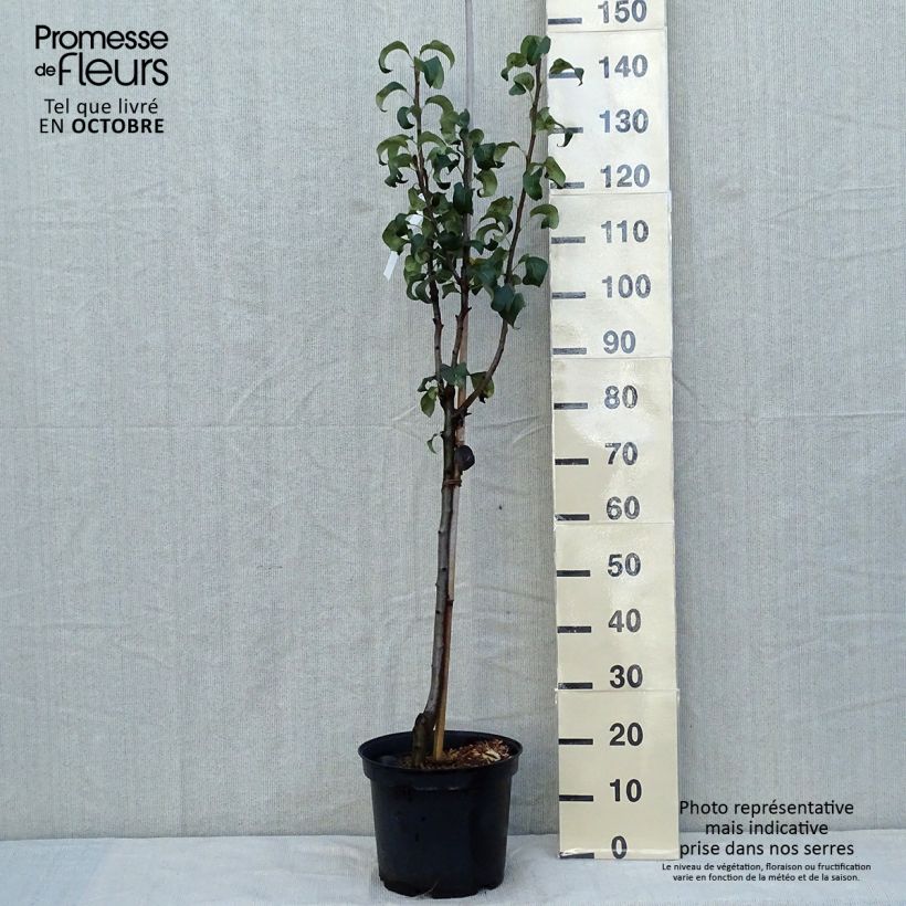 Example of Birnbaum Beurre Hardy - Pyrus communis Topf mit 7,5L/10L, Halbstamm as you get in automne