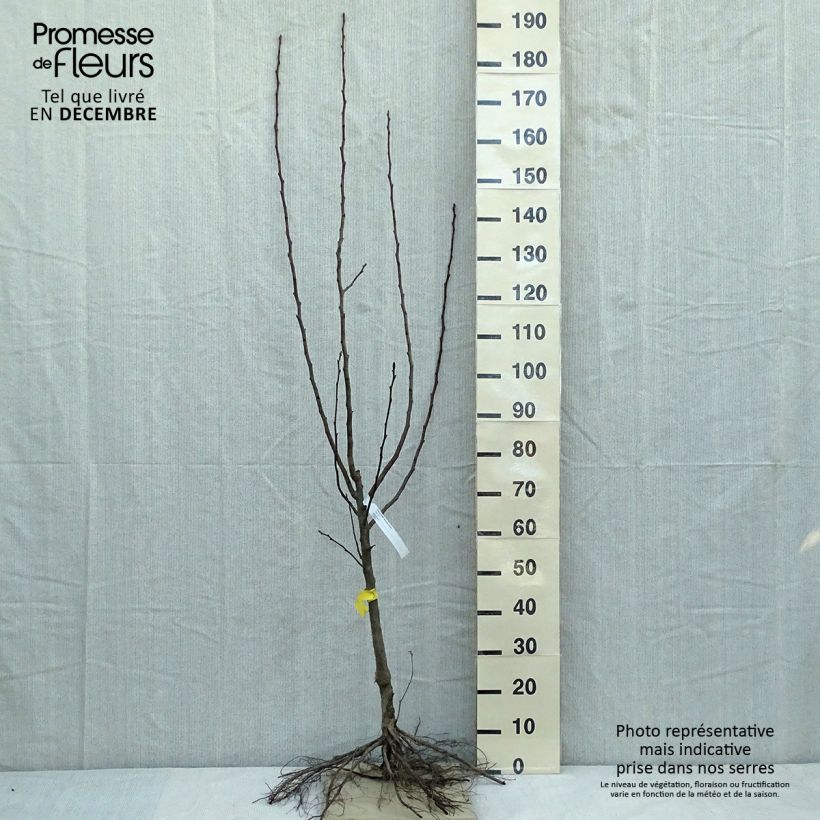 Example of Birnbaum Beurre Hardy - Pyrus communis Wurzelnackt, Gobelet-Form as you get in hiver