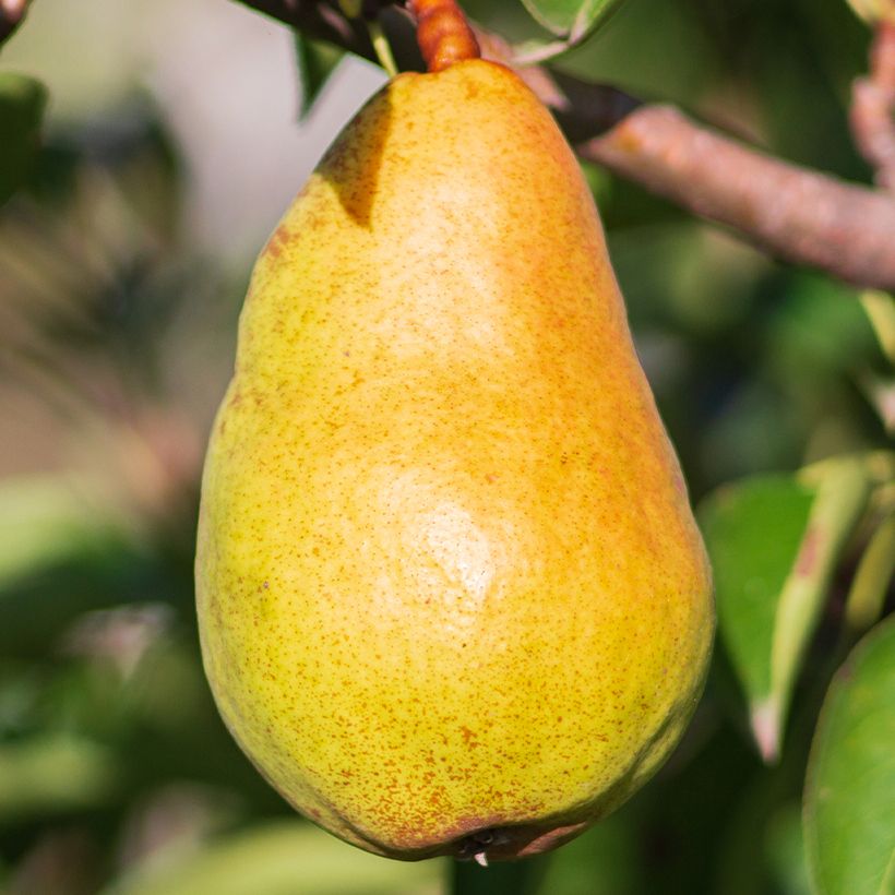 Birnbaum Beurré Lebrun Bio - Pyrus communis (Harvest)