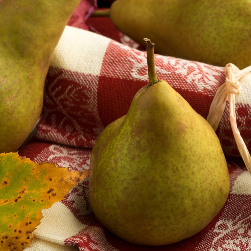 Birnbaum Beurré Superfin - Pyrus communis (Harvest)