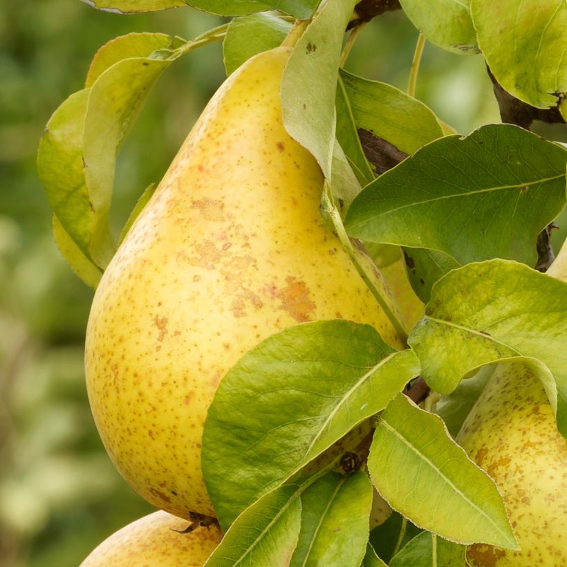 Birnbaum Beurré d’Amanlis - Pyrus communis (Harvest)