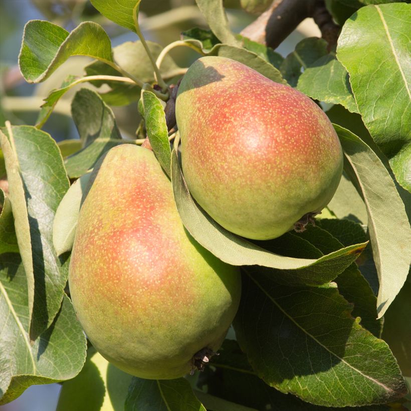 Birnbaum Beurré Giffard - Pyrus communis (Harvest)
