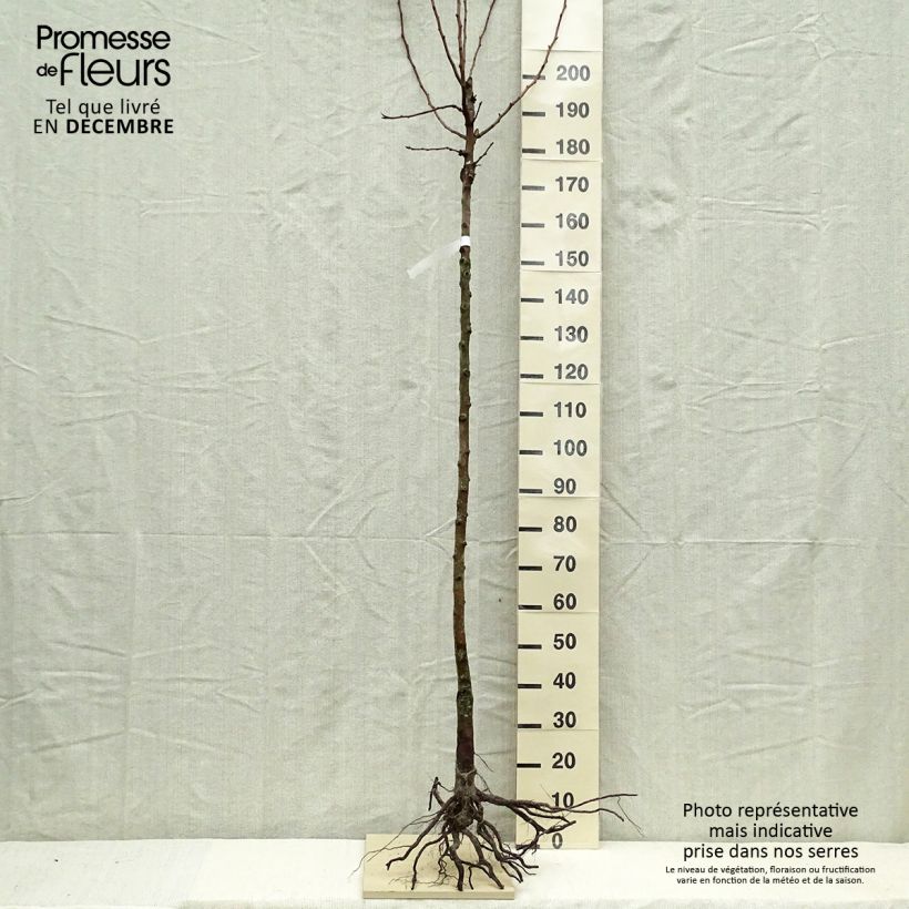 Example of Birnbaum Charneux - Pyrus communis Wurzelnackt, Halbstamm as you get in hiver