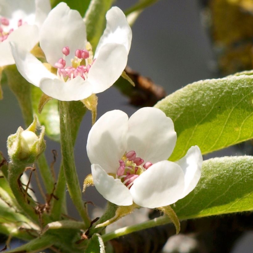 Birnbaum Charneux - Pyrus communis (Flowering)