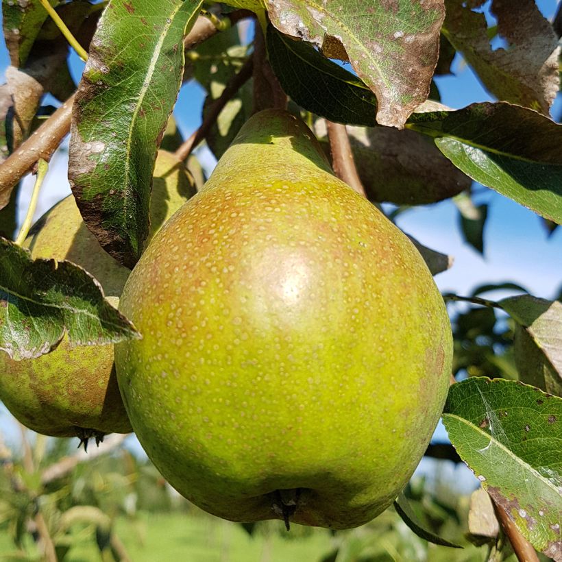 Birnbaum Charneux - Pyrus communis (Harvest)