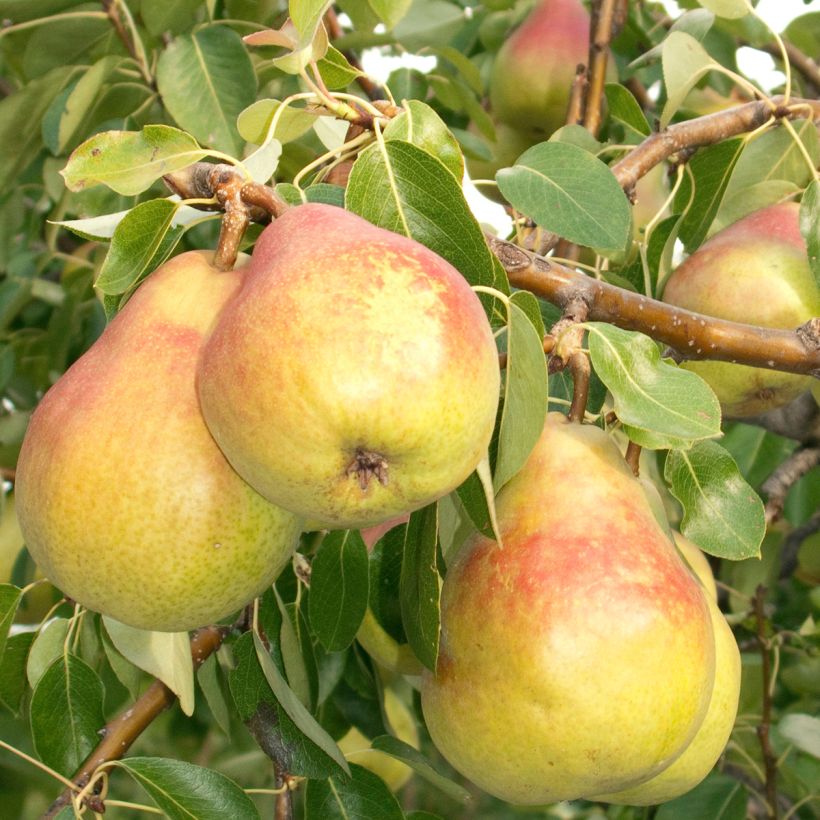 Birnbaum Clapp’s Favorite - Pyrus communis (Harvest)
