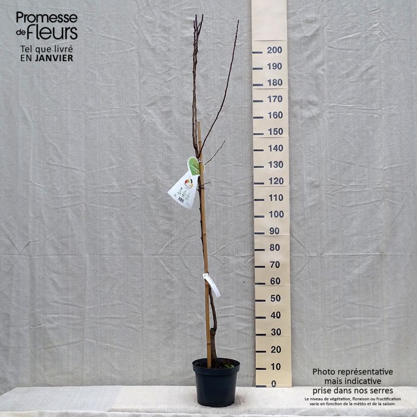 Exemplar von Birnbaum Clapp’s Favorite - Pyrus communis Topf mit 7,5L/10L, Halbstamm wie im Winter geliefert
