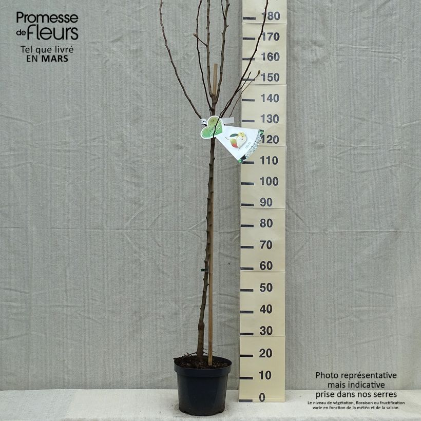 Exemplar von Birnbaum Clapp’s Favorite - Pyrus communis Topf mit 7,5L/10L, Halbstamm wie im Frühjahr geliefert