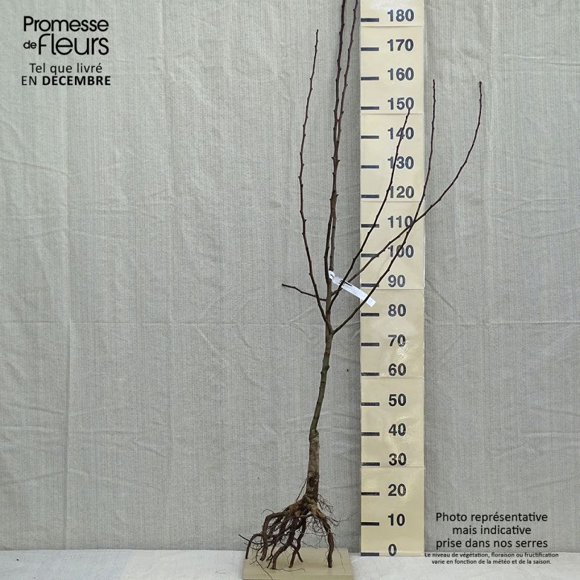 Example of Birnbaum Clapp’s Favorite - Pyrus communis Wurzelnackt, Gobelet-Form as you get in hiver