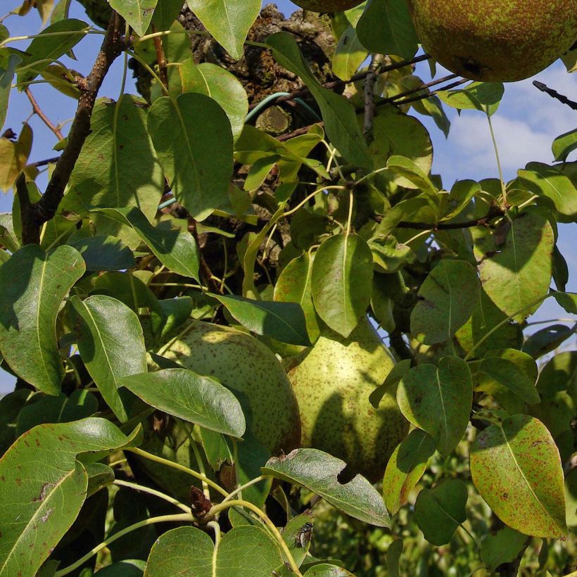 Birnbaum Comtesse de Paris - Pyrus communis (Foliage)