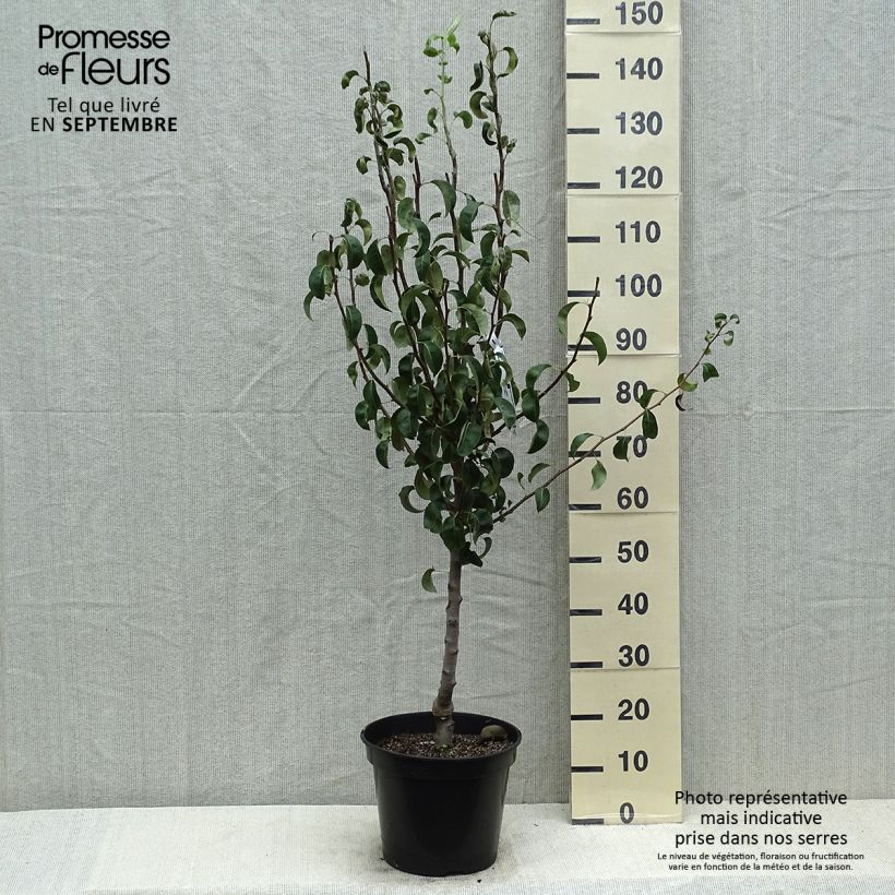 Example of Birnbaum Comtesse de Paris - Pyrus communis Topf mit 7,5L/10L, Heister as you get in ete