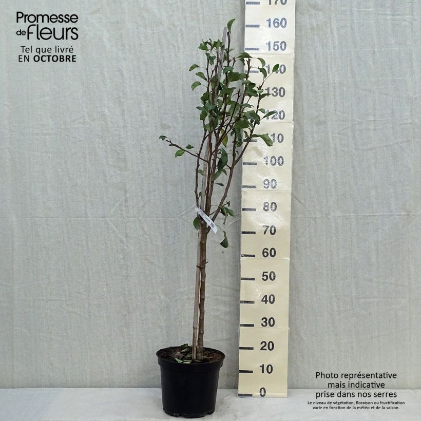Example of Birnbaum Conférence - Pyrus communis Topf mit 7,5L/10L, Gobelet-Form as you get in automne