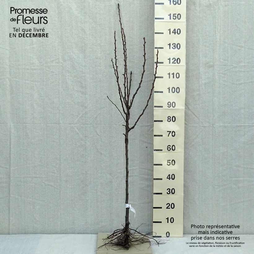 Example of Birnbaum Conférence - Pyrus communis Wurzelnackt, Gobelet-Form as you get in hiver