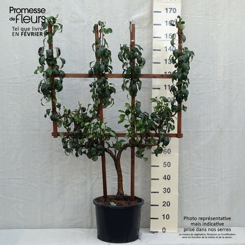 Example of Birnbaum Conférence - Pyrus communis Topf mit 20L/25L, Spalierobst doppelte U-Form as you get in automne
