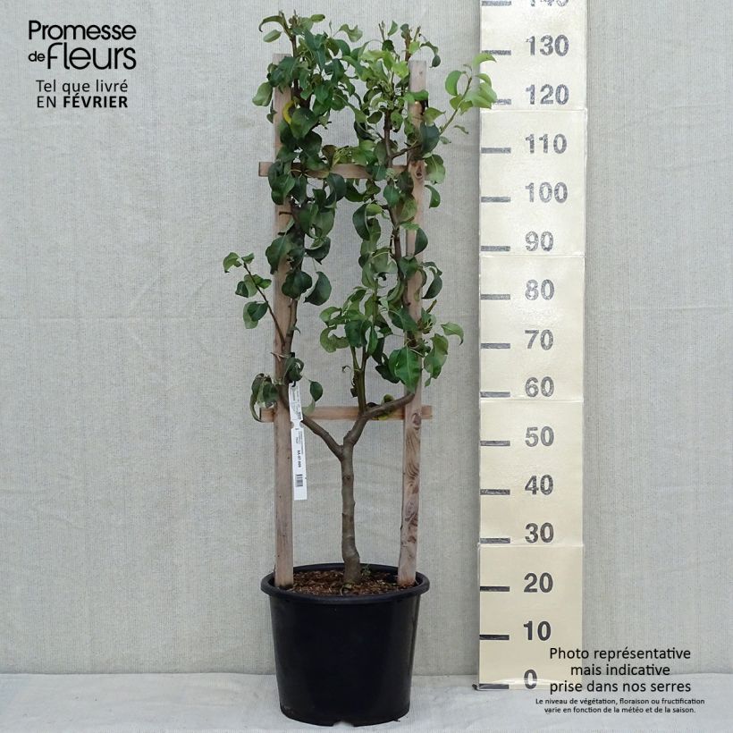Example of Poirier Conférence - Palmette simple U as you get in automne