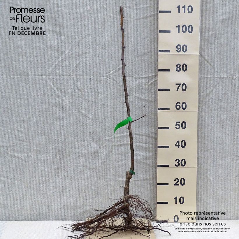 Example of Birnbaum Curé, Poire de Curé Bio - Pyrus communis Wurzelnackt, Heister as you get in hiver