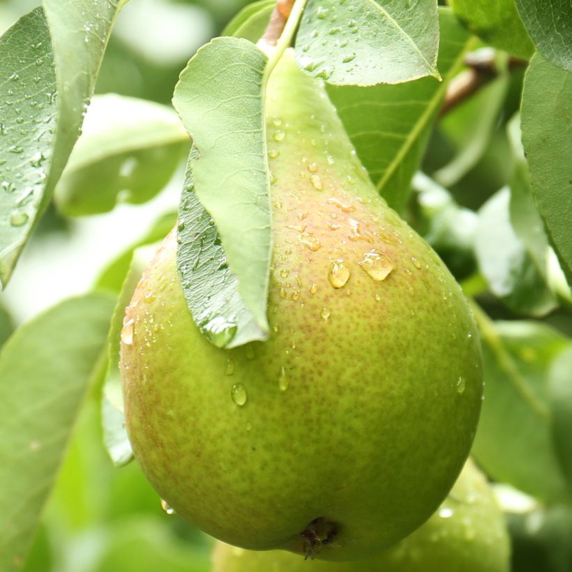 Birnbaum Curé, Poire de Curé Bio - Pyrus communis (Harvest)