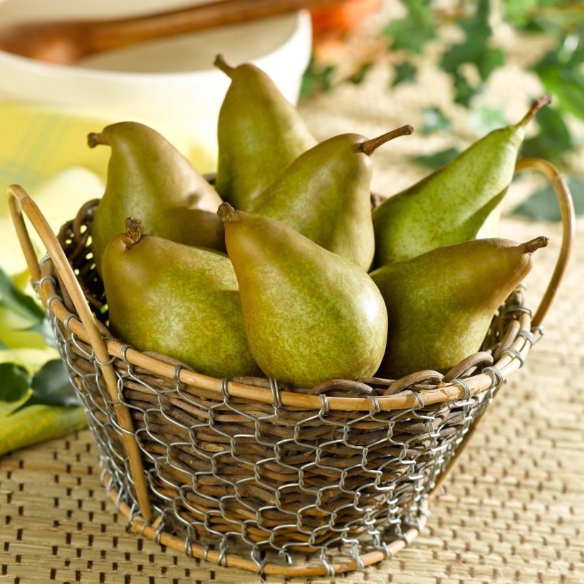 Birnbaum Delbard Gourmande delsavor - Pyrus communis (Harvest)