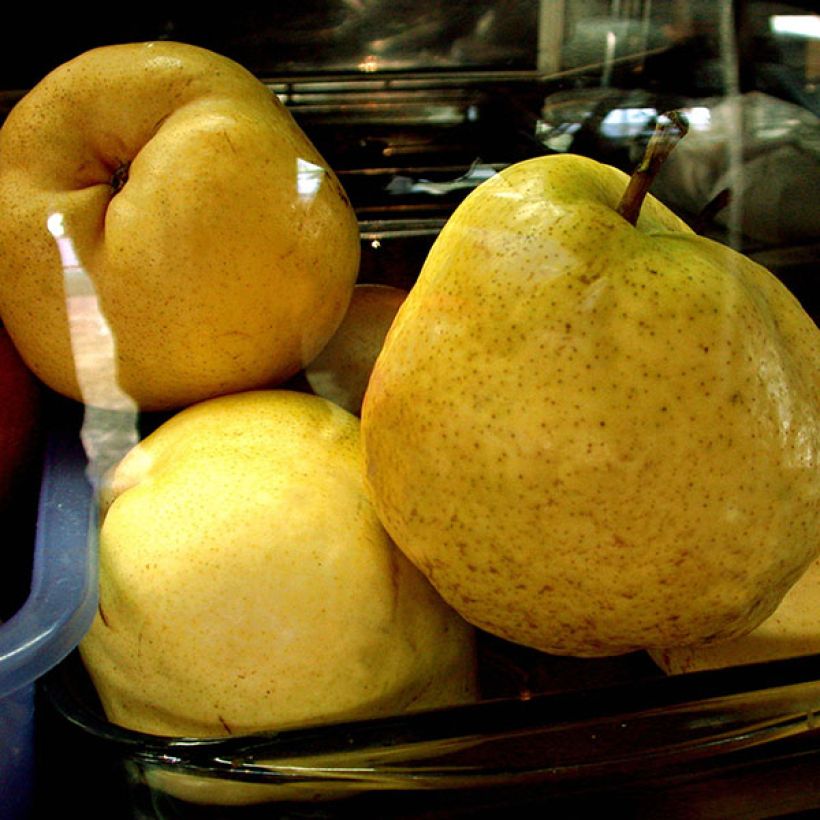 Birnbaum Deveci - Pyrus communis (Harvest)