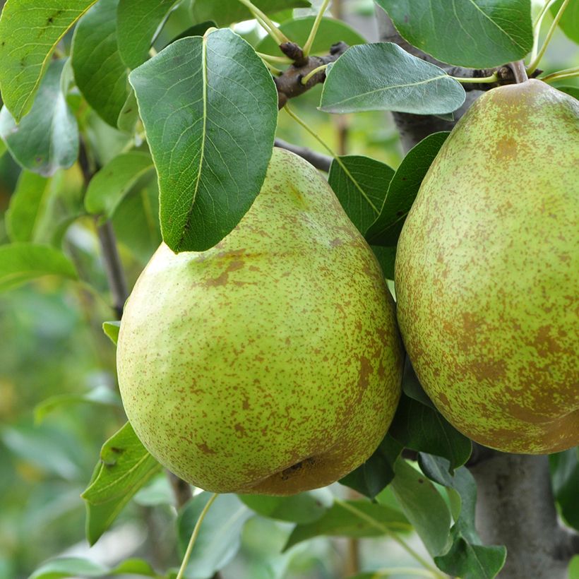 Birnbaum Doyenné d'hiver Bio - Pyrus communis (Harvest)