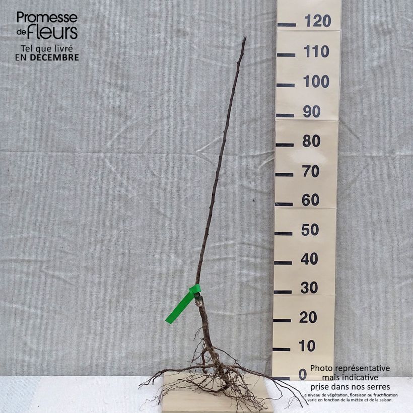 Example of Birnbaum Doyenné d'hiver Bio - Pyrus communis Wurzelnackt, Heister as you get in hiver