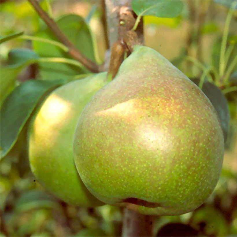 Birnbaum Doyenné du Comice - Pyrus communis (Harvest)