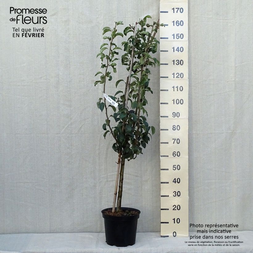 Example of Birnbaum Doyenné du Comice - Pyrus communis Topf mit 7,5L/10L, Gobelet-Form as you get in automne