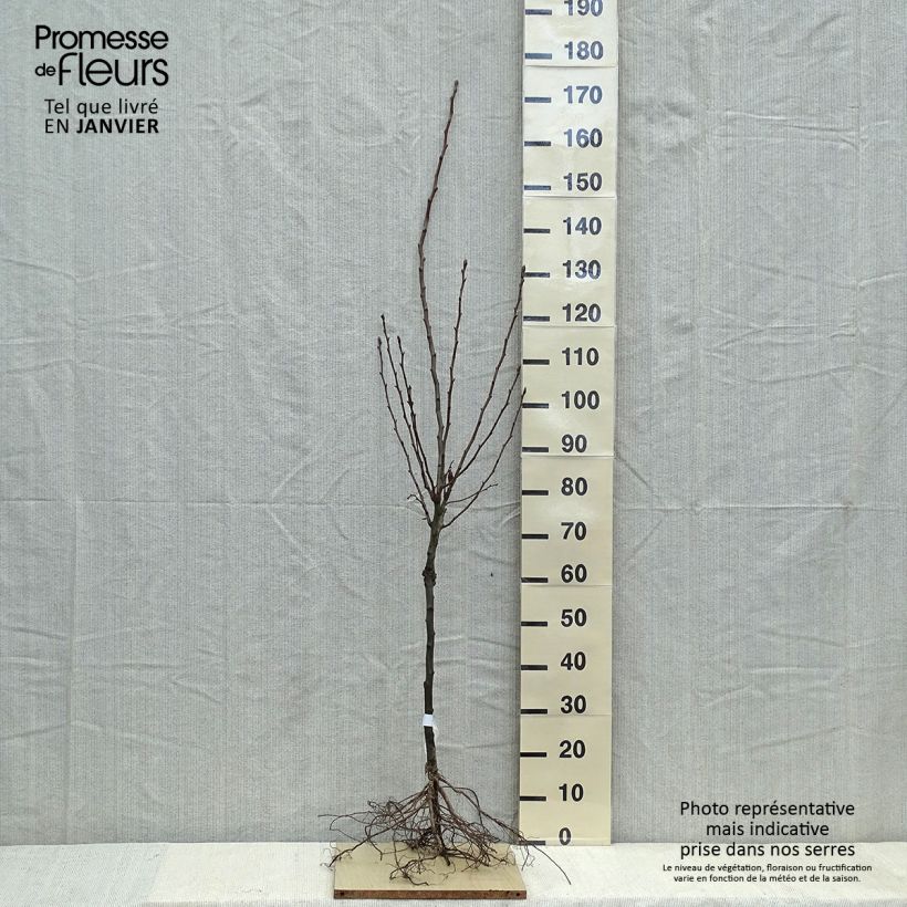 Example of Birnbaum Doyenné du Comice - Pyrus communis Wurzelnackt, Gobelet-Form as you get in hiver