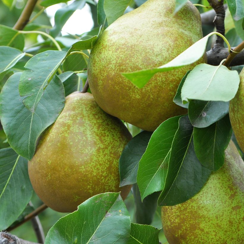 Birnbaum Dubbele Philip - Pyrus communis (Harvest)