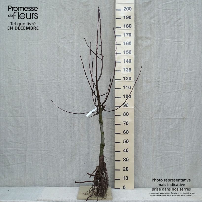 Example of Birnbaum Dubbele Philip - Pyrus communis Wurzelnackt, Gobelet-Form as you get in hiver