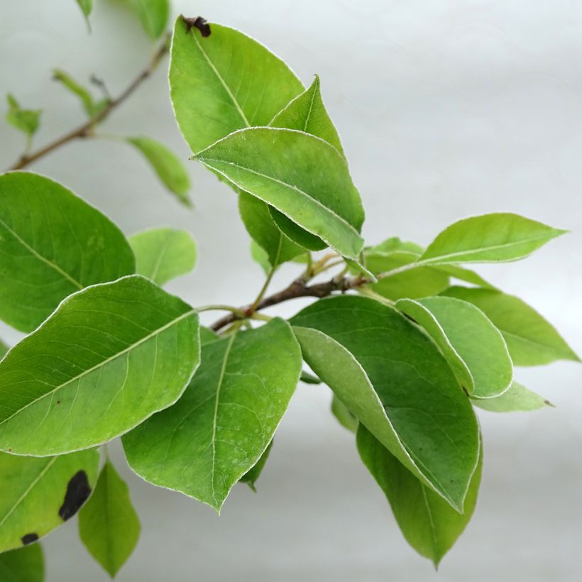 Birnbaum Duchesse d'Angouleme - Pyrus communis (Foliage)