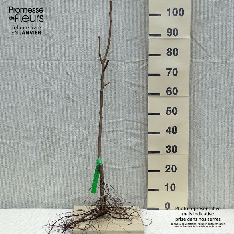 Example of Birnbaum Duchesse d'Angouleme - Pyrus communis Wurzelnackt, Heister as you get in hiver