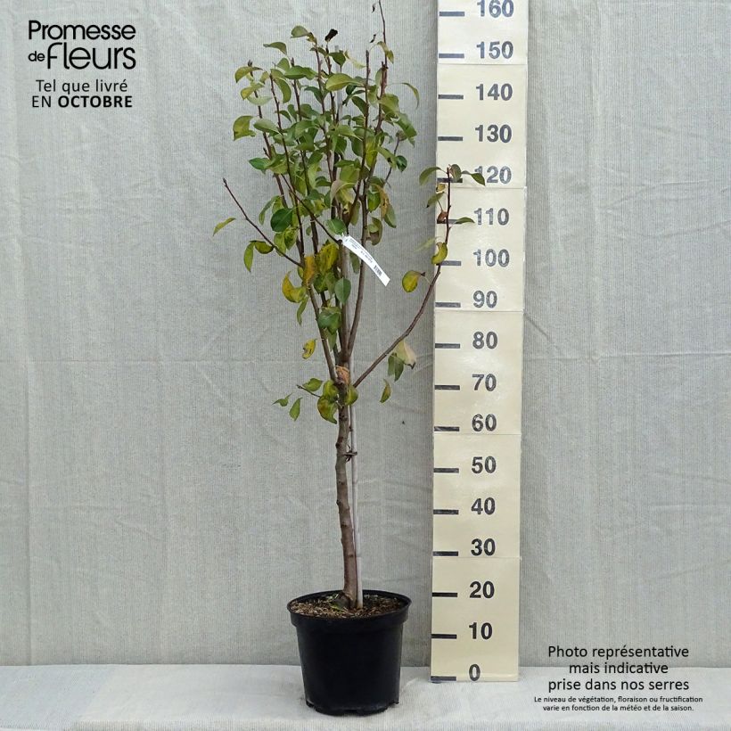 Example of Birnbaum Duchesse d'Angouleme - Pyrus communis Topf mit 7,5L/10L, Gobelet-Form as you get in automne