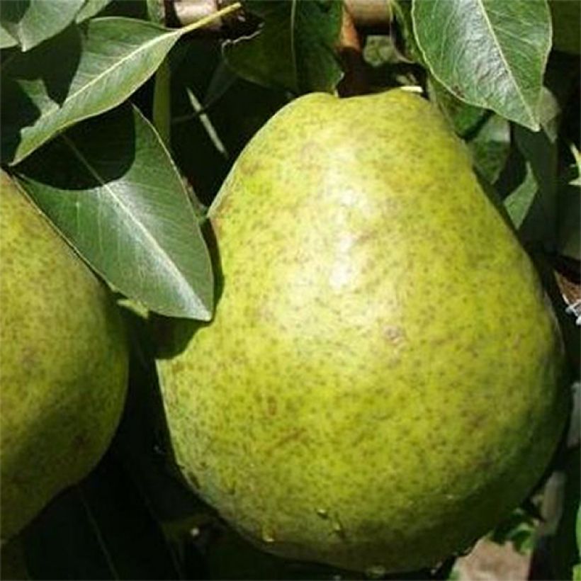 Birnbaum Duchesse d'Angouleme - Pyrus communis (Harvest)
