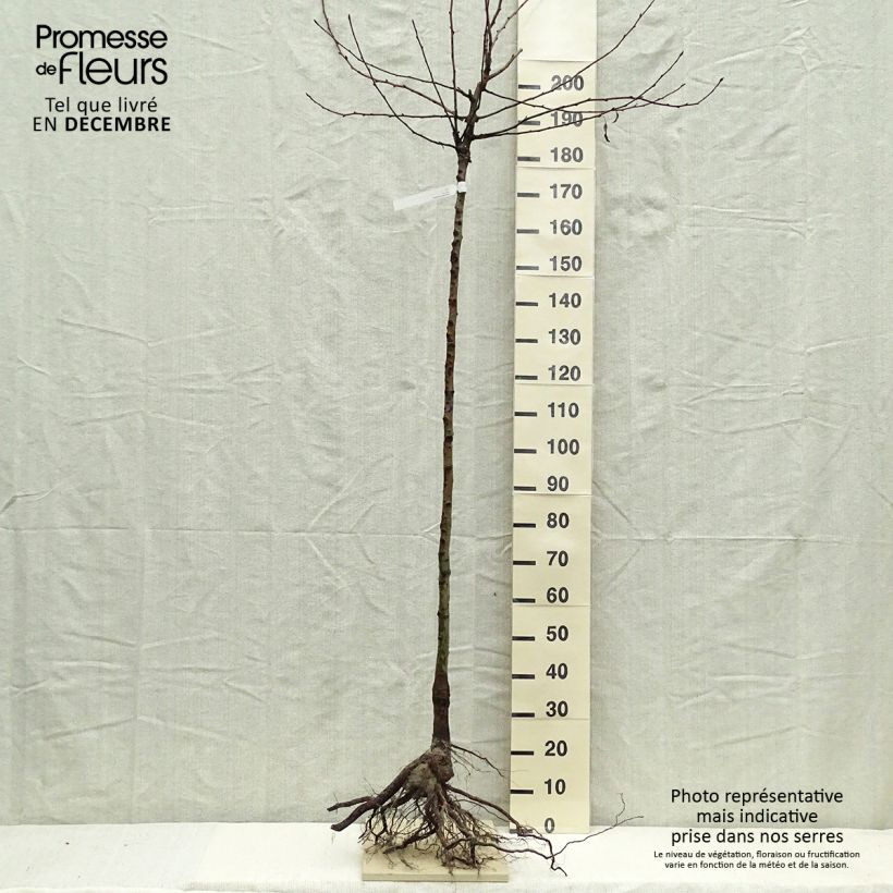 Example of Birnbaum Durondeau - Pyrus communis Wurzelnackt, Halbstamm as you get in hiver