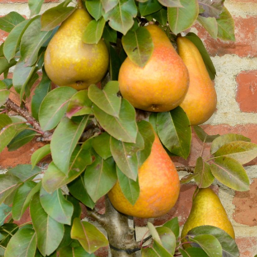 Birnbaum Durondeau - Pyrus communis (Harvest)