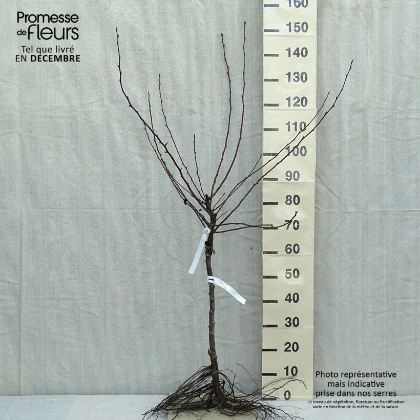 Example of Birnbaum Durondeau - Pyrus communis Wurzelnackt, Gobelet-Form as you get in hiver