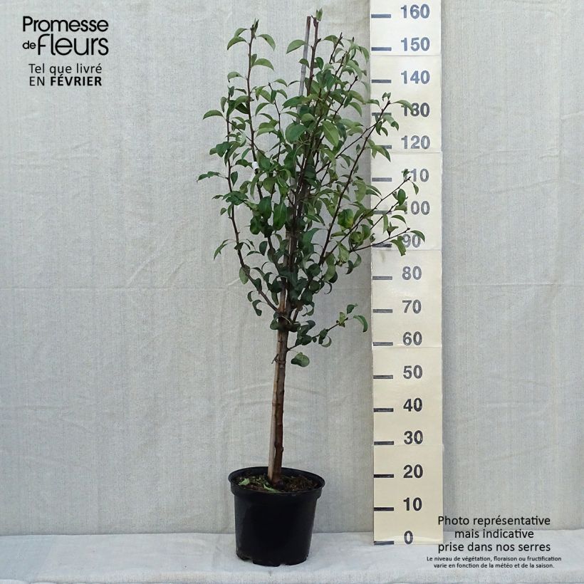 Example of Birnbaum Epine du Mas (syn. Duc de Bordeaux) - Pyrus communis Topf mit 7,5L/10L, Gobelet-Form as you get in automne
