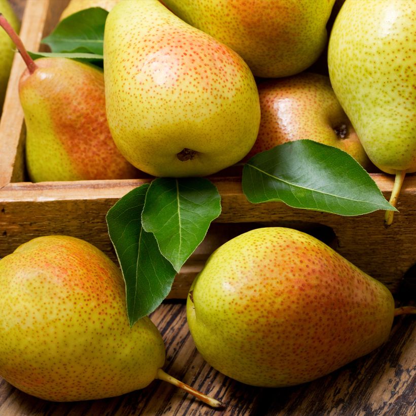 Birnbaum Epine du Mas (syn. Duc de Bordeaux) - Pyrus communis (Harvest)