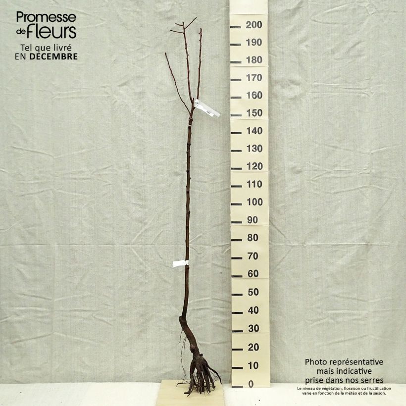 Example of Birnbaum Fertilia Delbard Delwilmor - Pyrus communis Wurzelnackt, Halbstamm as you get in hiver
