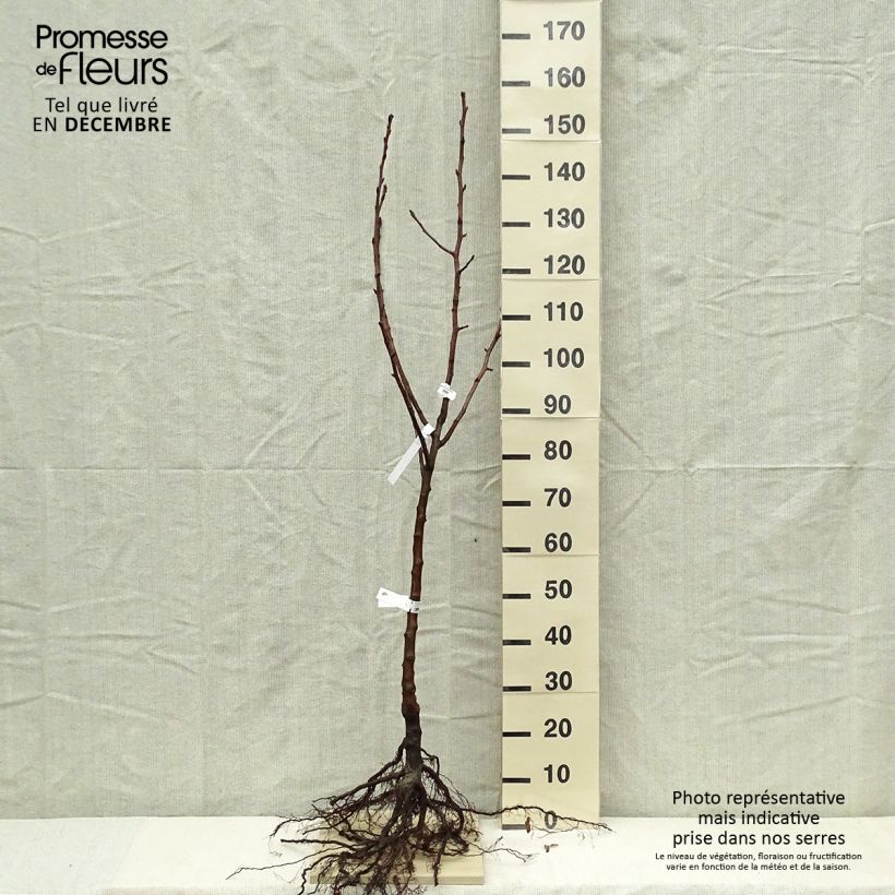 Example of Birnbaum Fertilia Delbard Delwilmor - Pyrus communis Wurzelnackt, Gobelet-Form as you get in hiver