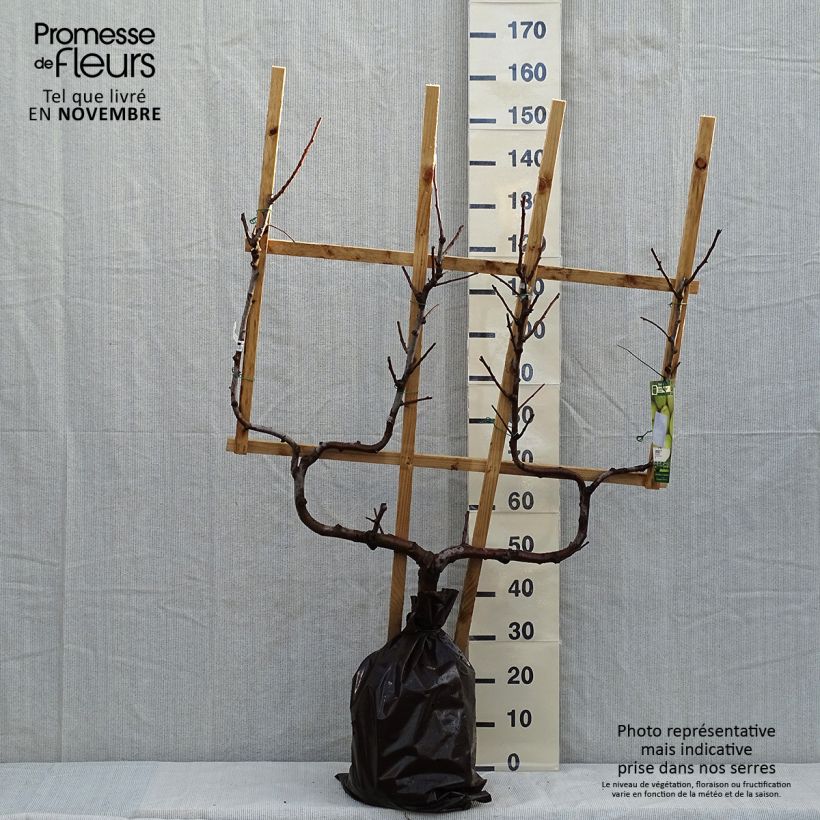 Example of Birnbaum Fertilia Delbard Delwilmor - Pyrus communis Plug "Fertig-zum-Pflanzen", Spalierobst doppelte U-Form as you get in automne