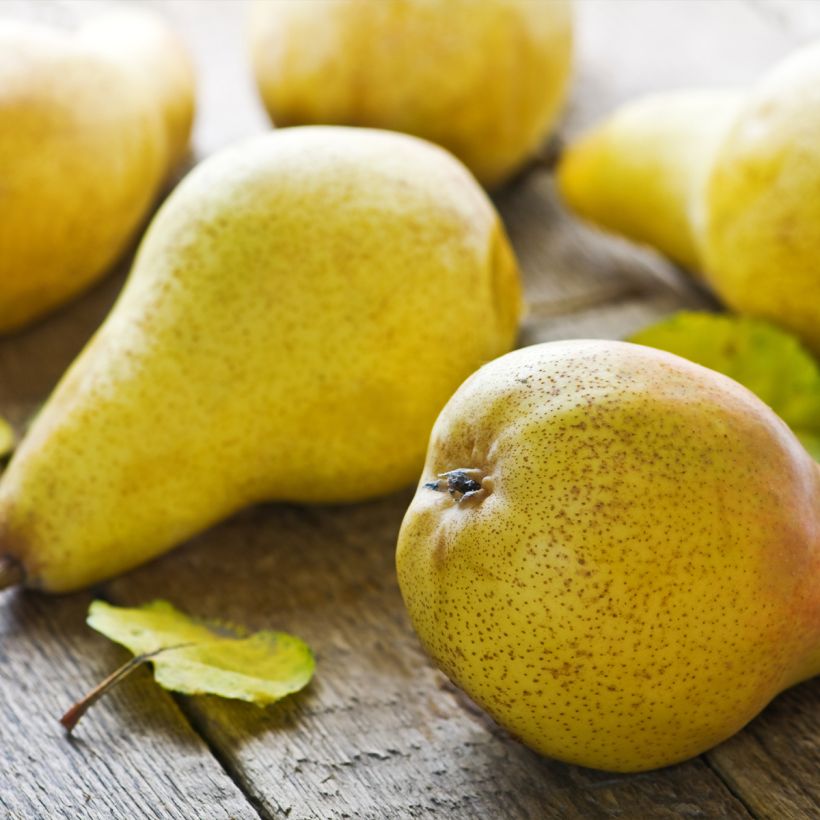 Birnbaum Fertilia Delbard Delwilmor - Pyrus communis (Harvest)