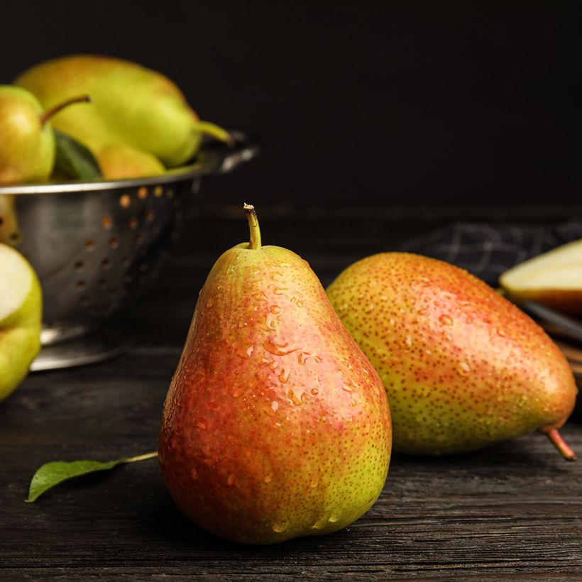 Birnbaum Figue d’Alençon Bio - Pyrus communis (Harvest)