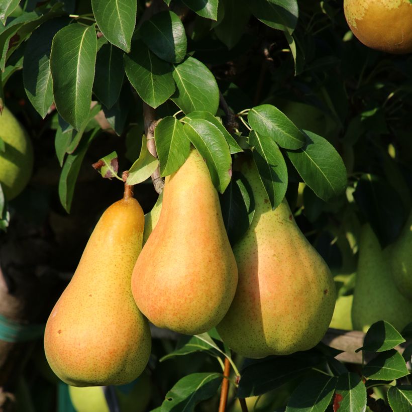 Birnbaum Grand champion Bio - Pyrus communis (Harvest)