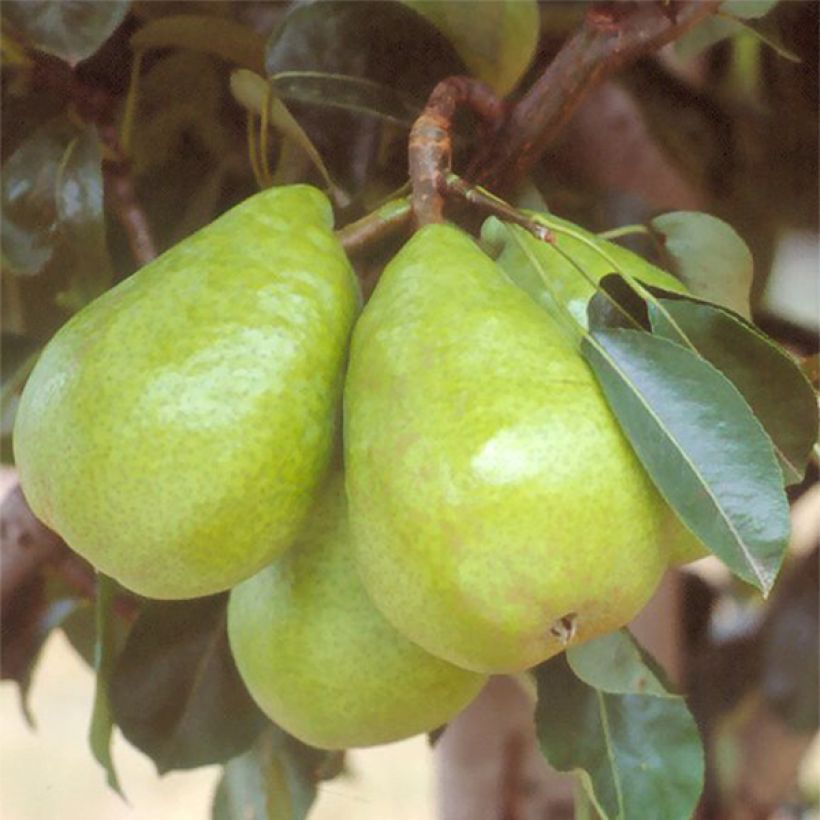Birnbaum Jules Guyot - Pyrus communis (Harvest)