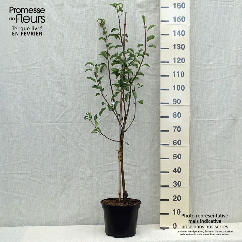 Example of Birnbaum Jules Guyot - Pyrus communis Topf mit 7,5L/10L, Gobelet-Form as you get in automne