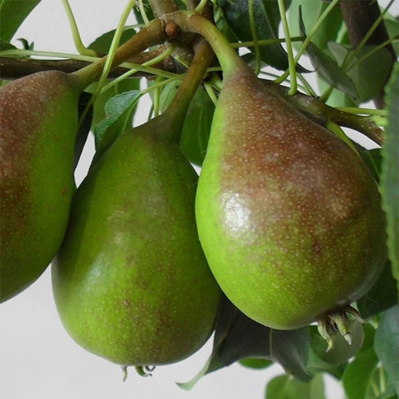 Birnbaum Louise Bonne d'Avranches (Gute Luise) Bio - Pyrus communis (Harvest)